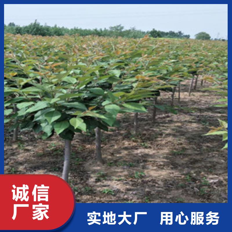 樱花-核桃苗樱花苗长果桑树苗价格实惠