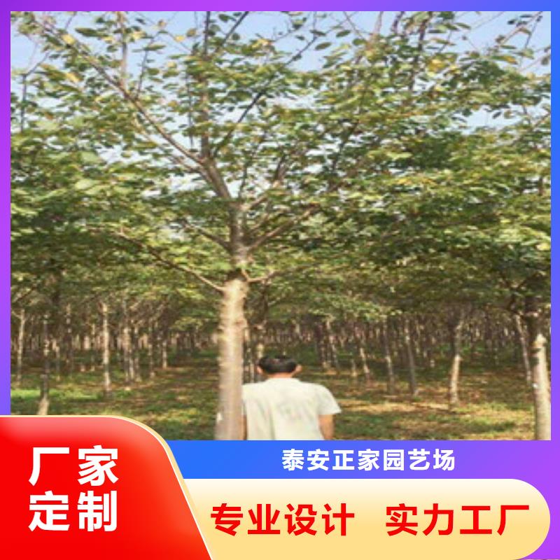 樱花-钙果苗详细参数