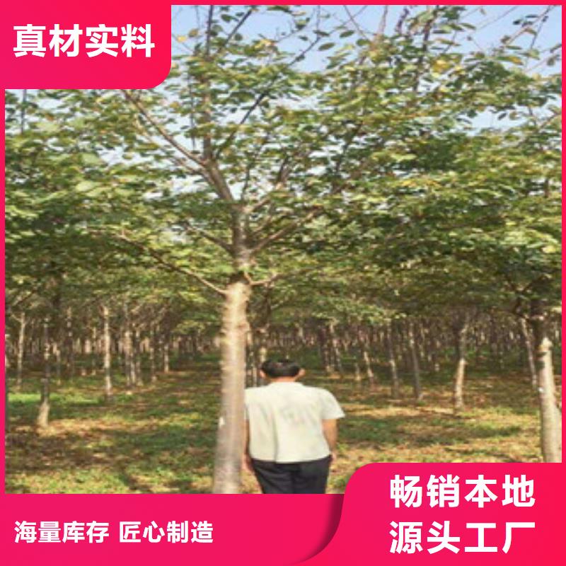 樱花占地果树供您所需