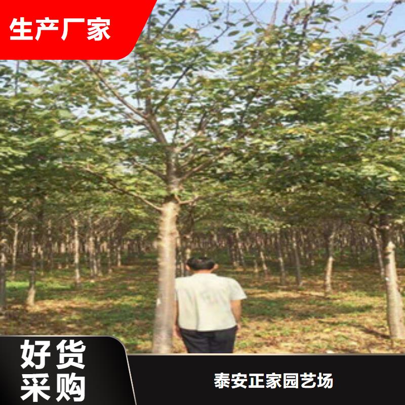 【樱花核桃苗樱花苗长果桑树苗供应商】
