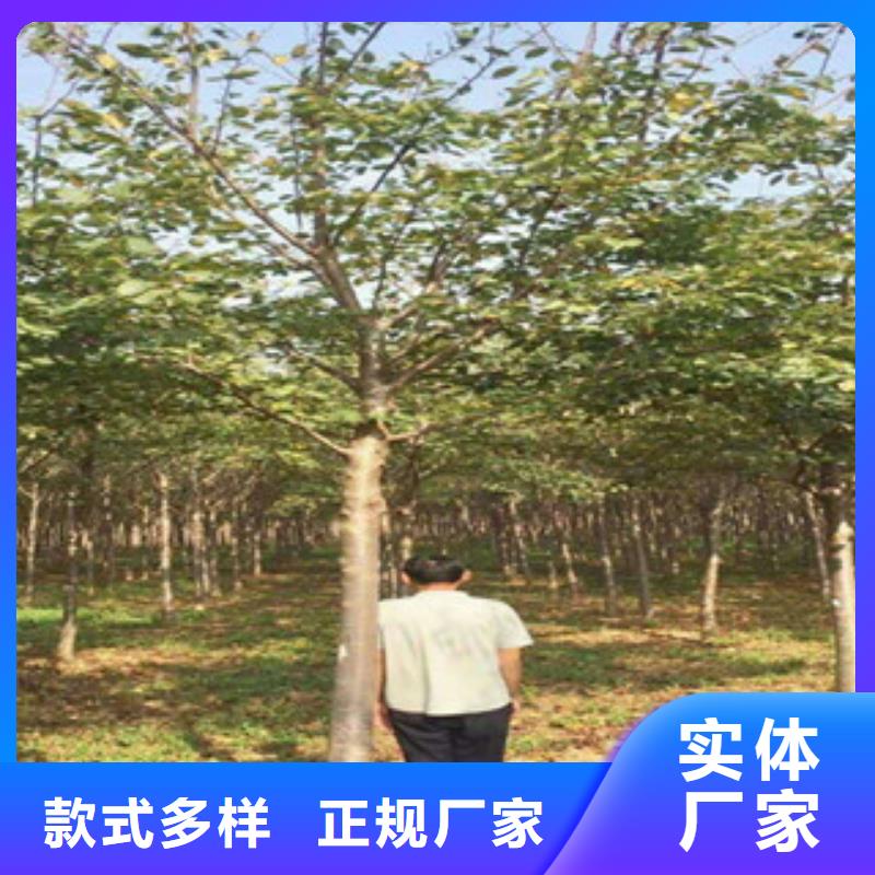 樱花蓝莓苗现货直发