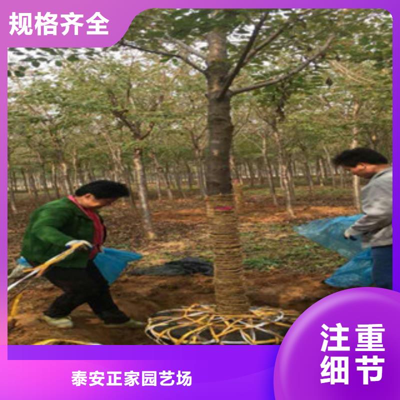 【樱花】核桃苗樱花苗长果桑树苗检验发货