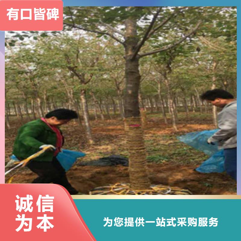 【樱花核桃苗樱花苗长果桑树苗供应商】