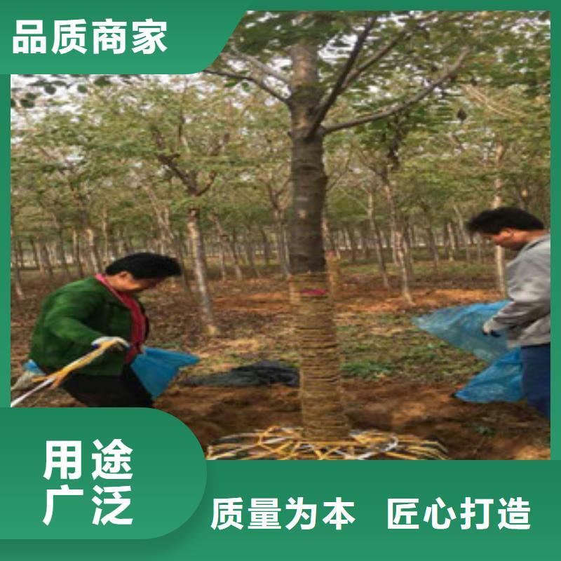 樱花国槐批发商
