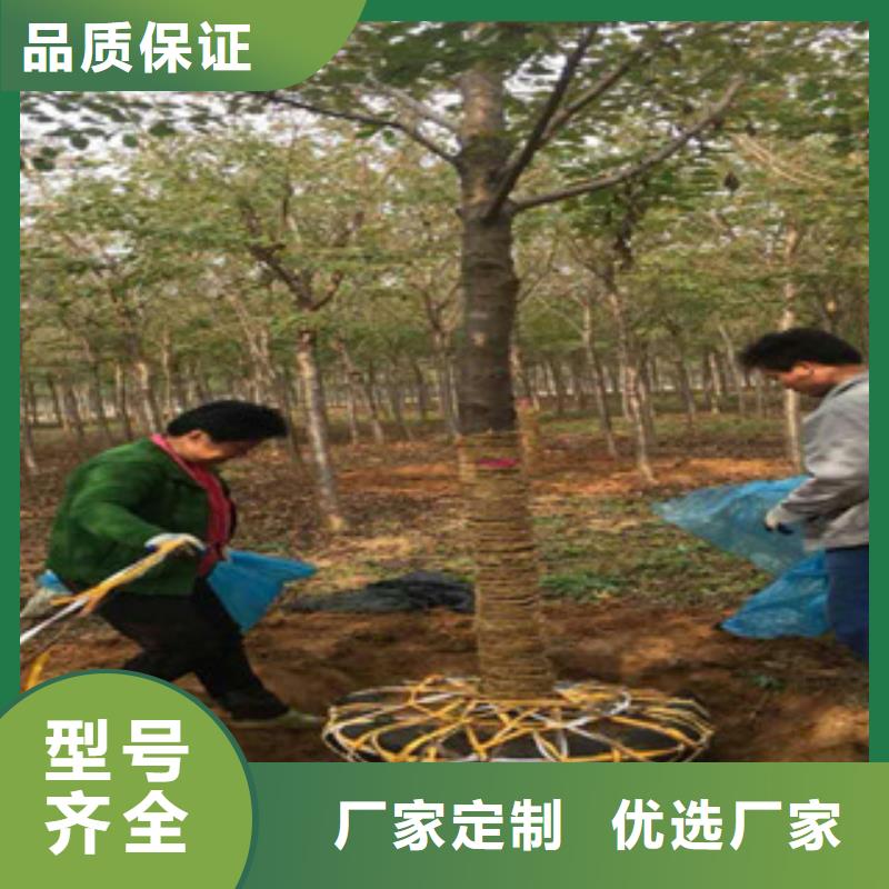 樱花钙果苗源头直供