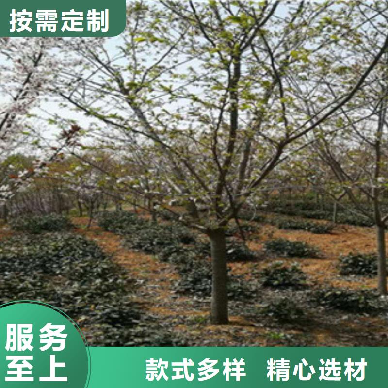 【樱花】核桃苗樱花苗长果桑树苗检验发货