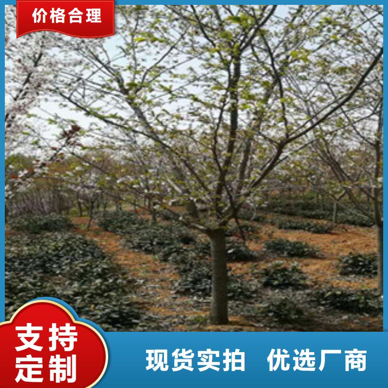 【樱花钙果苗价格有优势】