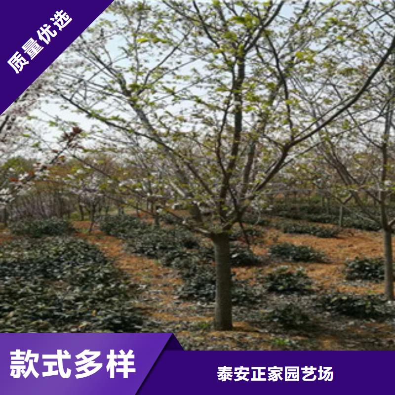 樱花绿化树绿化工程免费安装