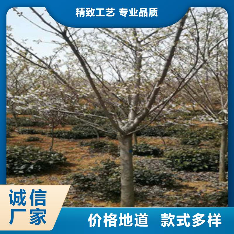 樱花蓝莓苗现货直发