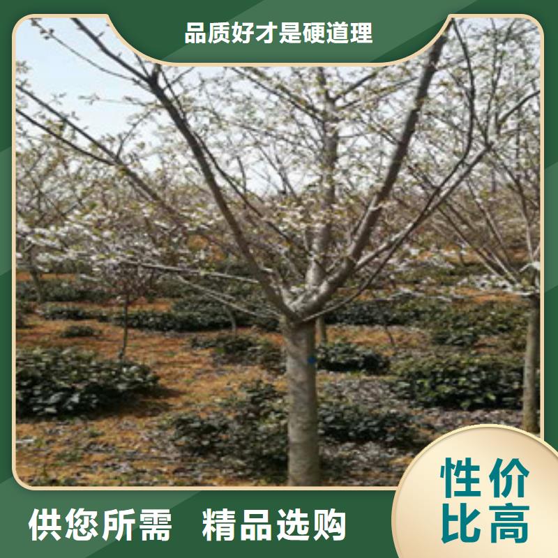 樱花碧桃发货迅速