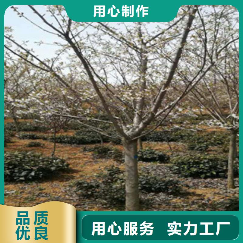 樱花碧桃发货迅速