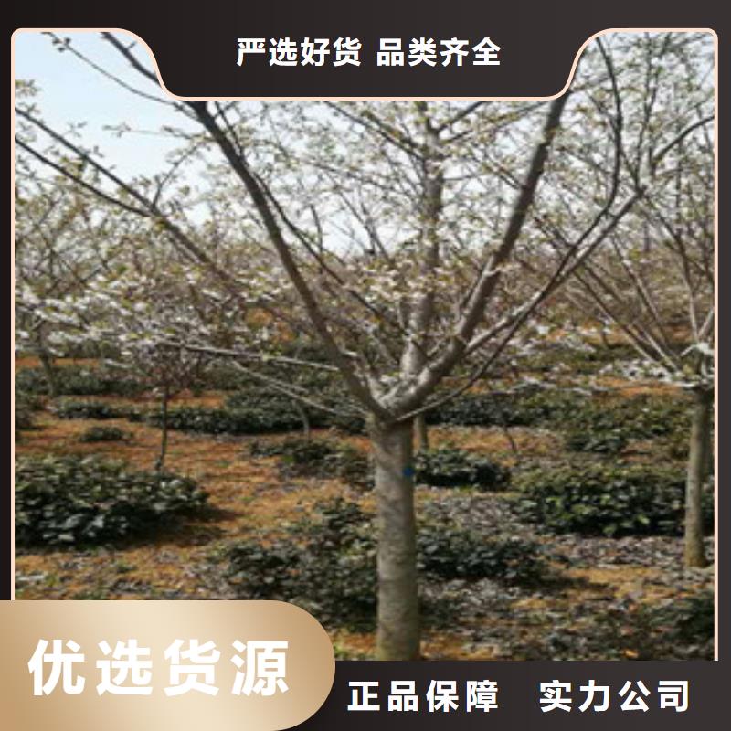 樱花蓝莓苗品质有保障