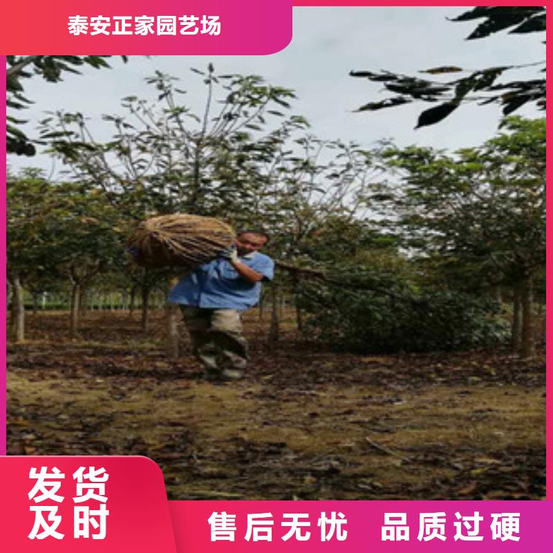 樱花占地果树优选厂家