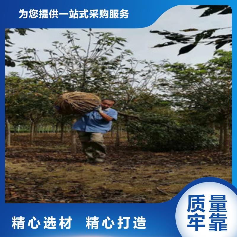 樱花核桃苗樱花苗长果桑树苗免费寄样