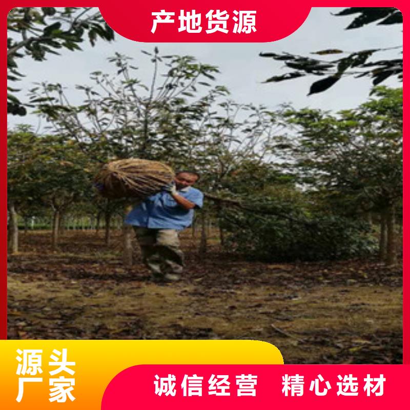樱花占地果树卓越品质保障