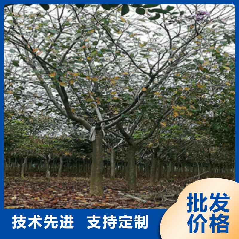 樱花蓝莓苗讲信誉保质量
