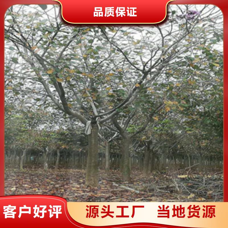 樱花蓝莓苗现货直发