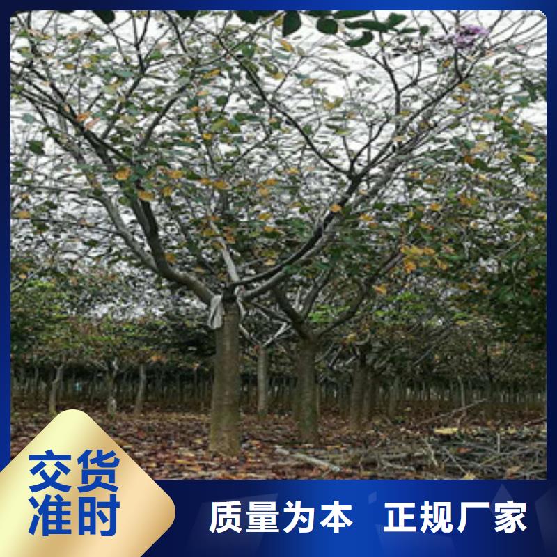 樱花-蓝莓苗真材实料