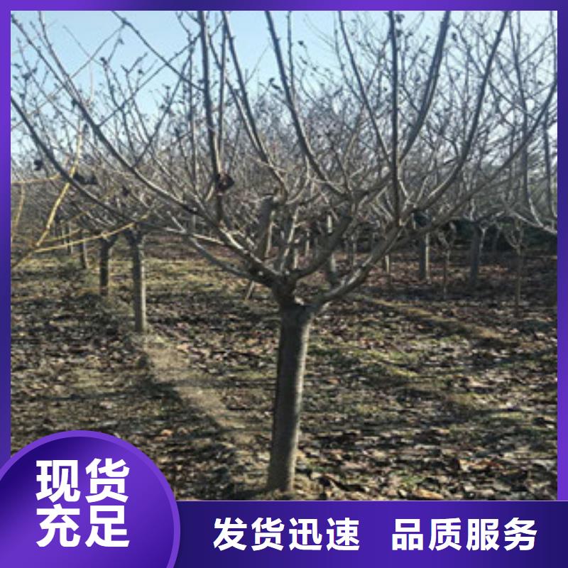 樱花蓝莓苗现货直发