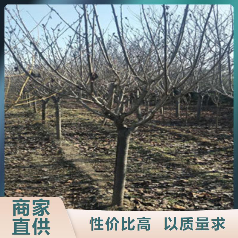 樱花-【樱桃苗】高标准高品质