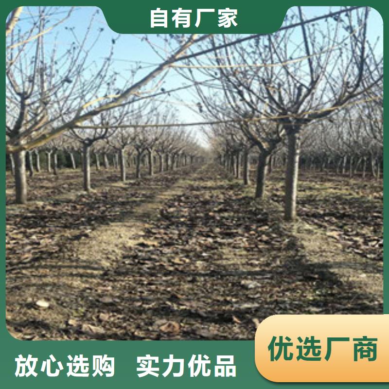 【樱花占地果树厂家实力雄厚】