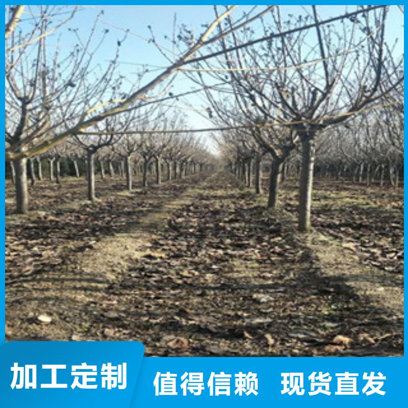樱花碧桃发货迅速