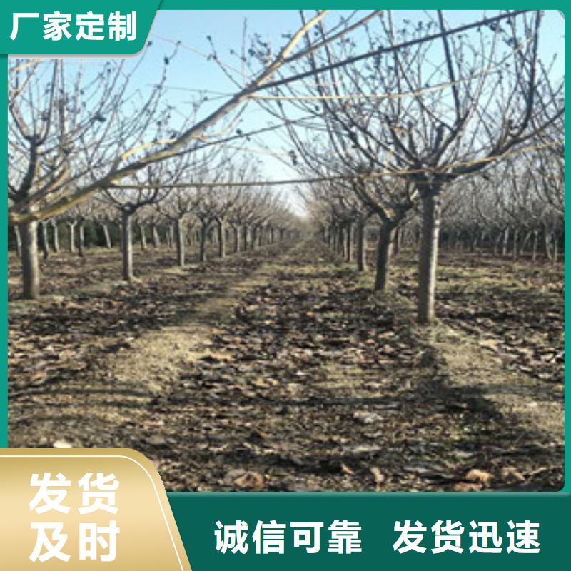 樱花蓝莓苗现货直发