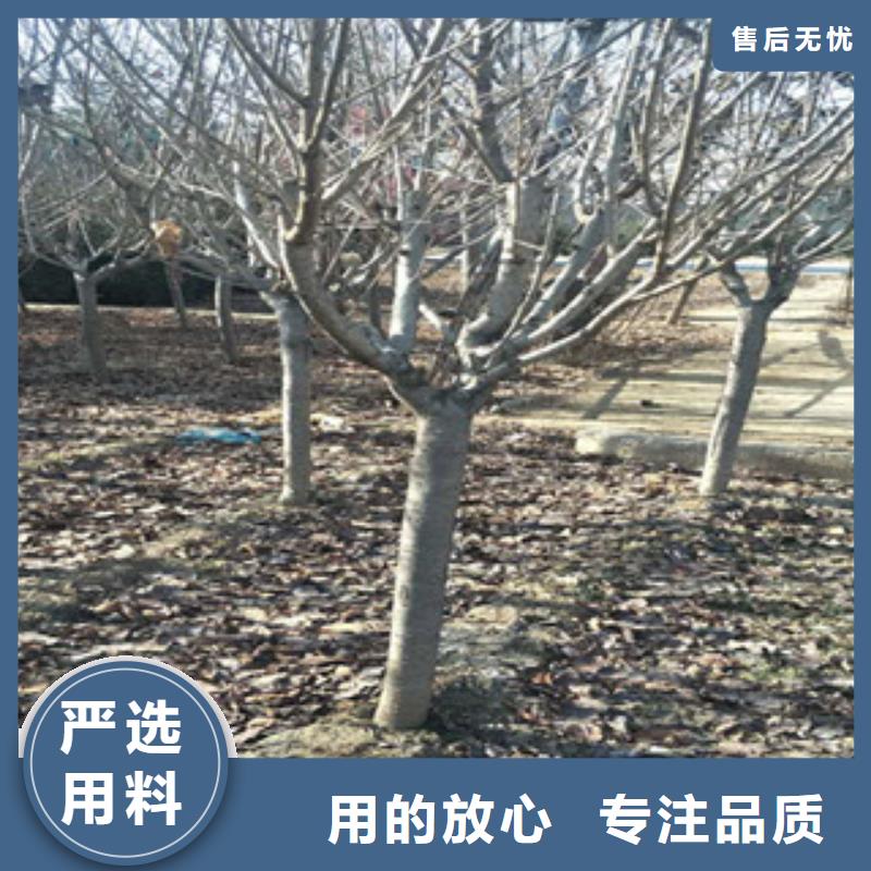 樱花核桃苗樱花苗长果桑树苗丰富的行业经验