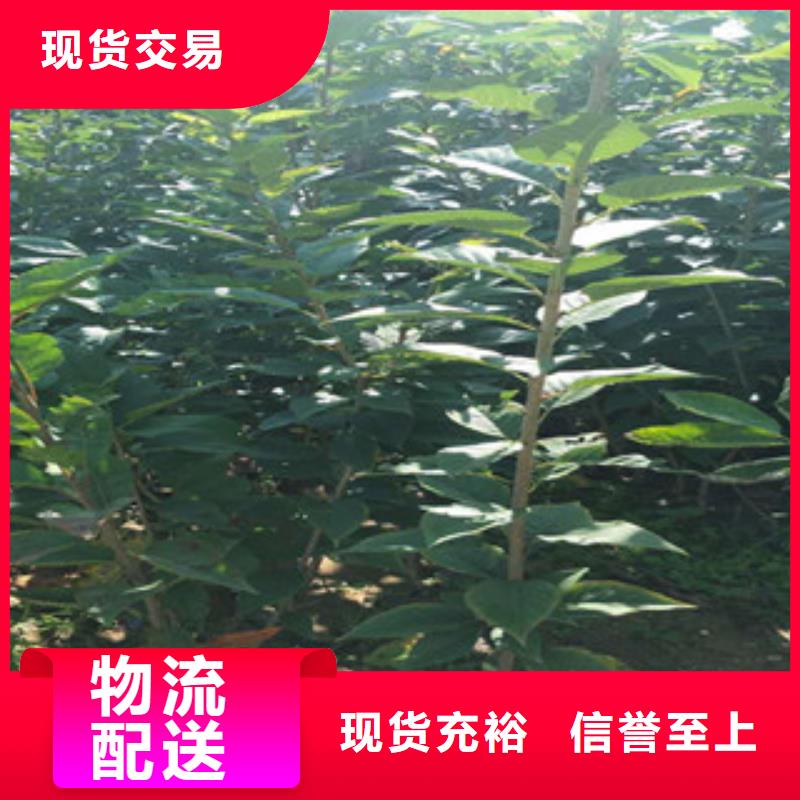 樱花【占地果树】质优价廉