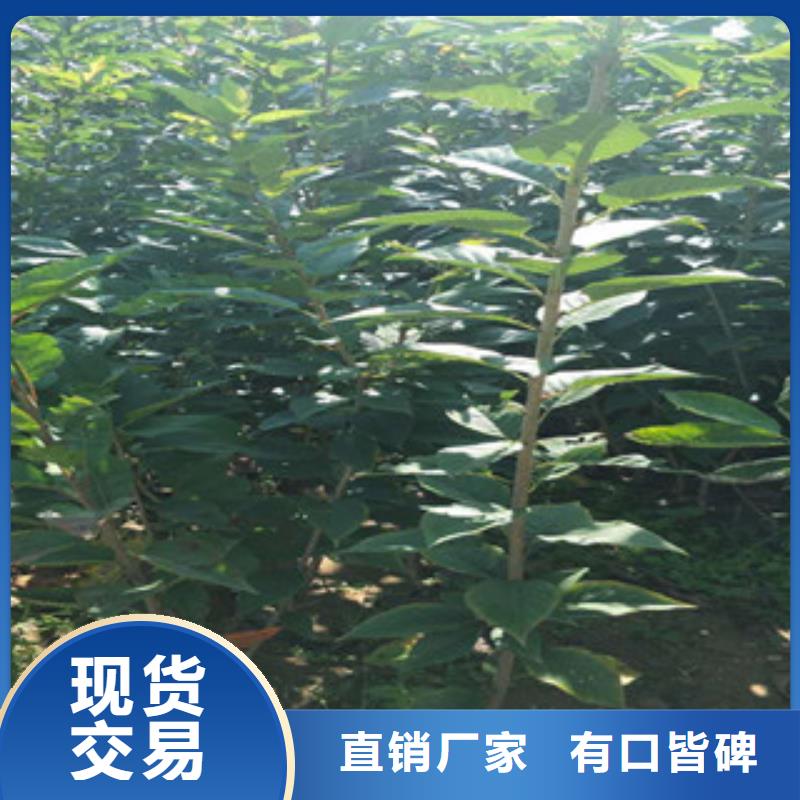 【樱花】核桃苗樱花苗长果桑树苗检验发货