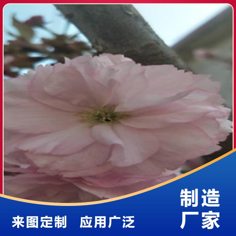 【樱花钙果苗价格有优势】