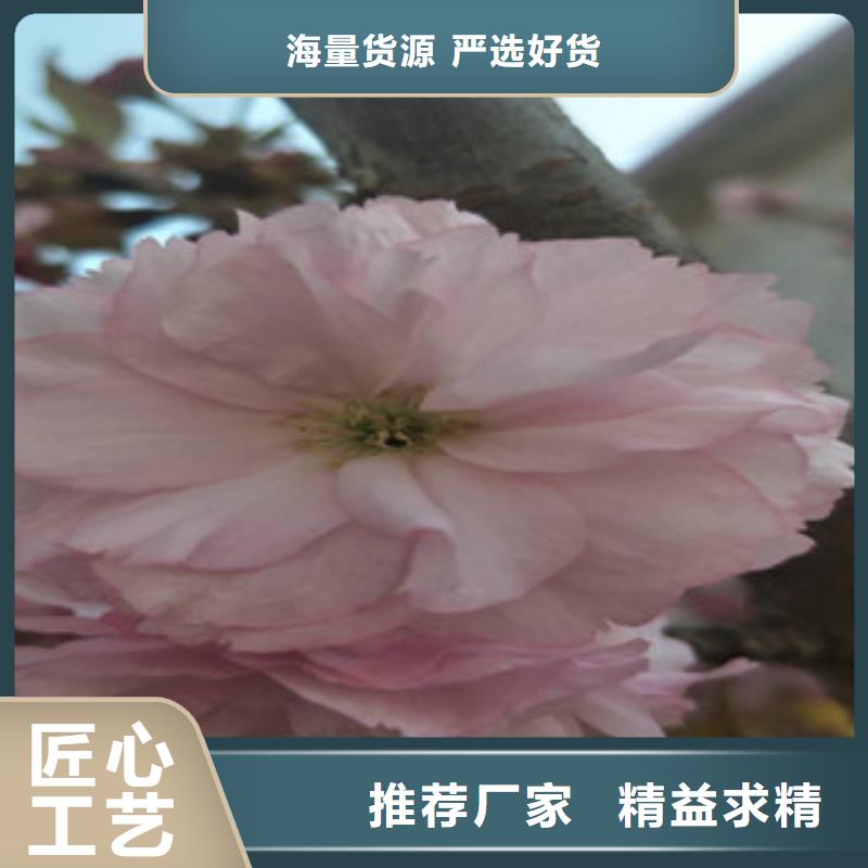 樱花,国槐研发生产销售