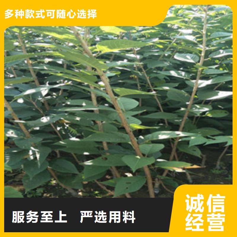 樱花-【樱桃苗】高标准高品质