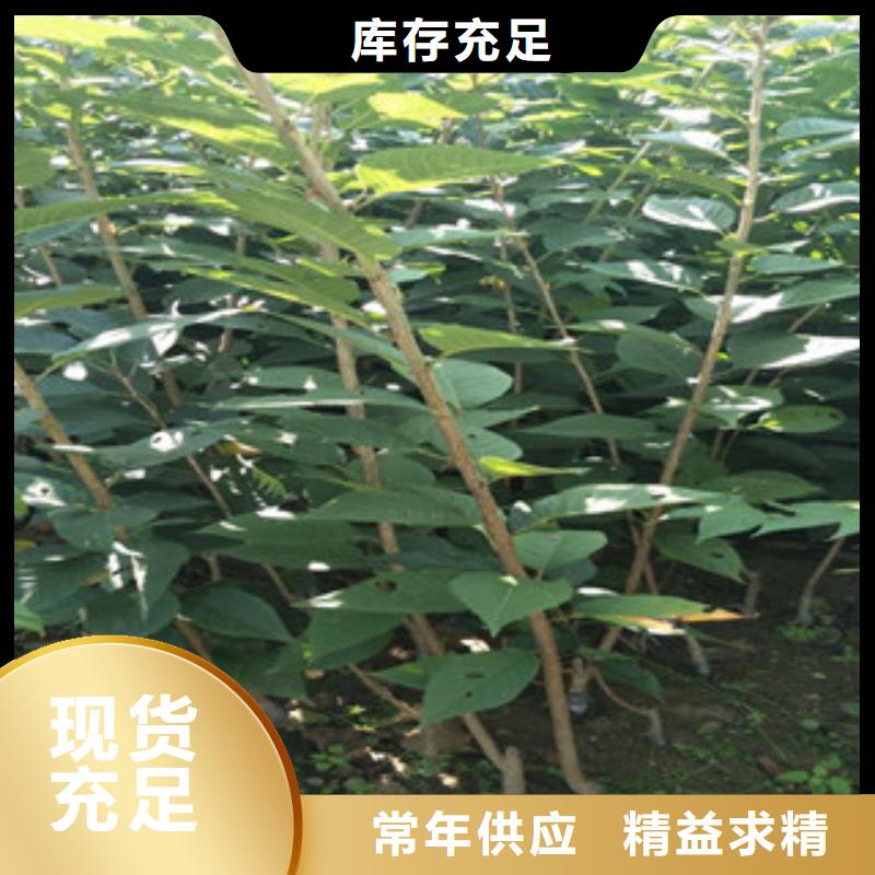樱花,树莓苗质量无忧