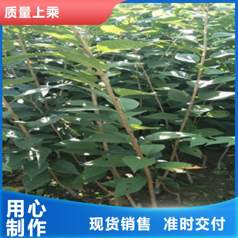 樱花绿化树绿化工程免费安装