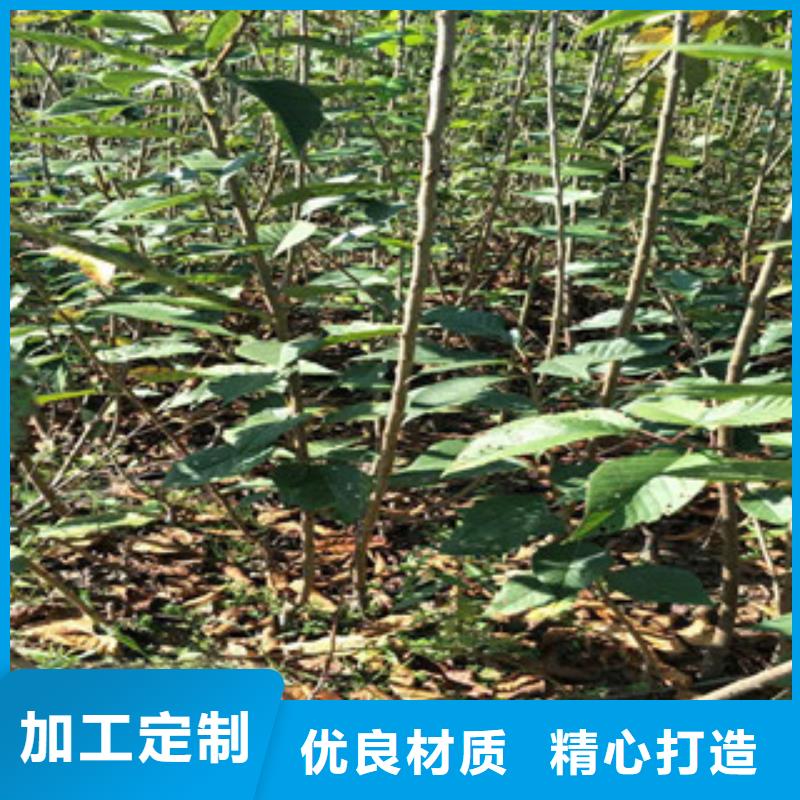 樱花-【樱桃苗】高标准高品质