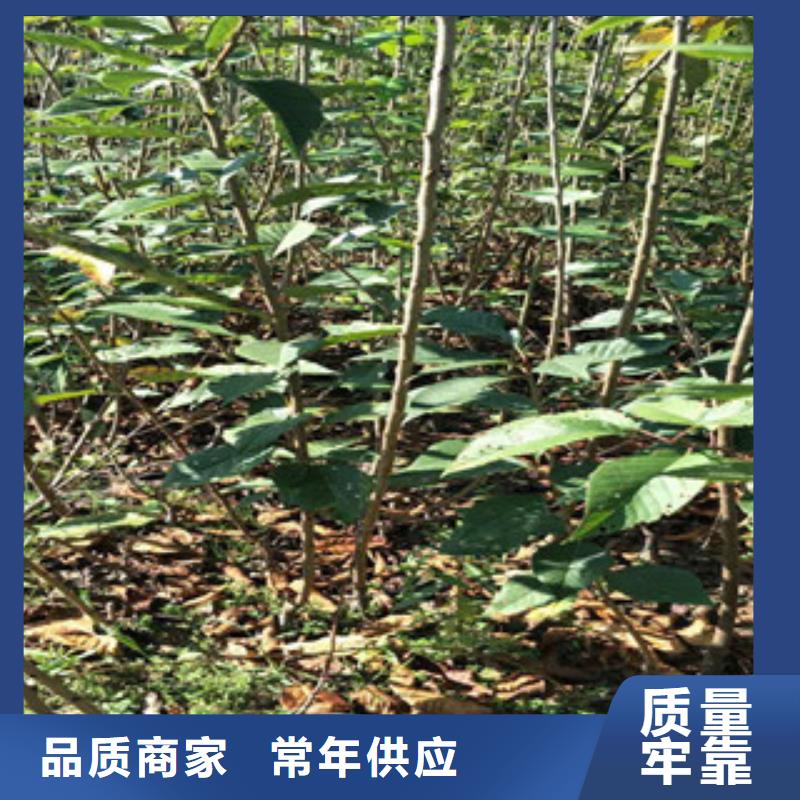 樱花钙果苗设备齐全支持定制