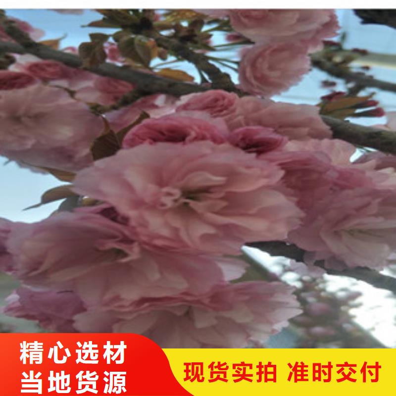樱花-【樱桃苗】高标准高品质