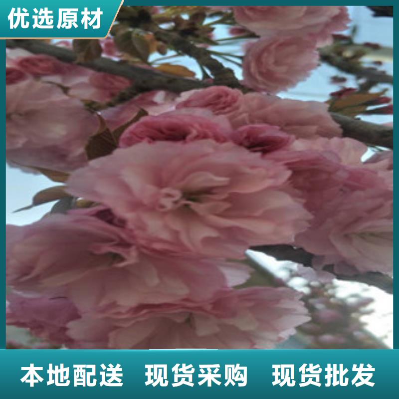 樱花-【樱桃苗】高标准高品质