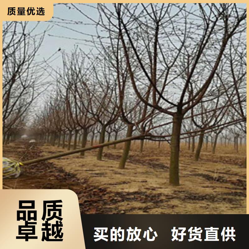【樱花占地果树厂家实力雄厚】