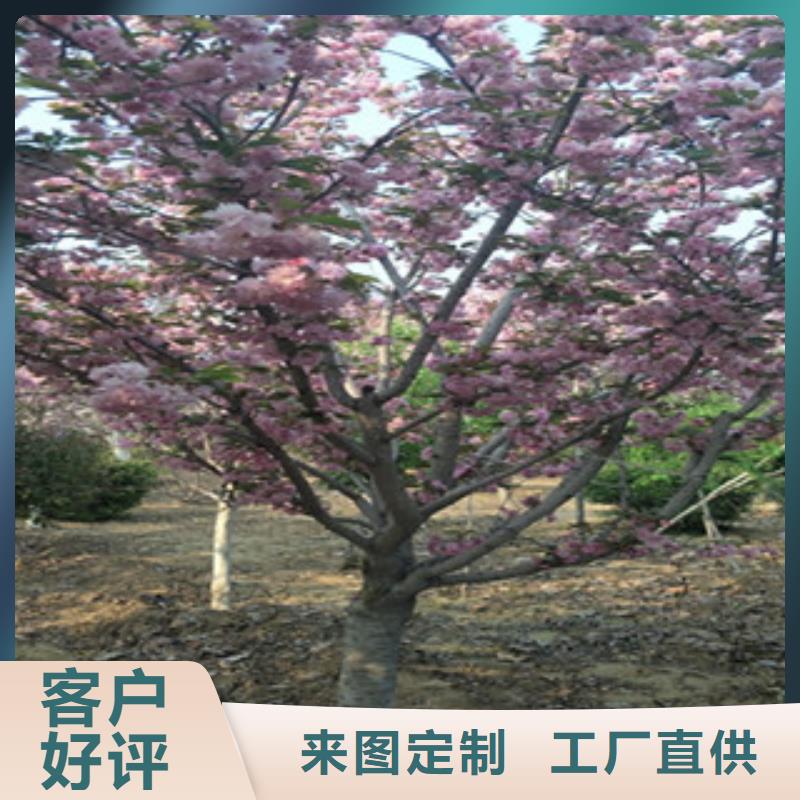 樱花-【樱桃苗】高标准高品质