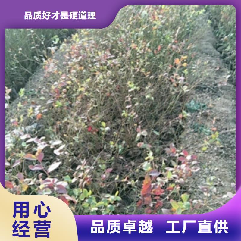 蓝莓苗让利客户