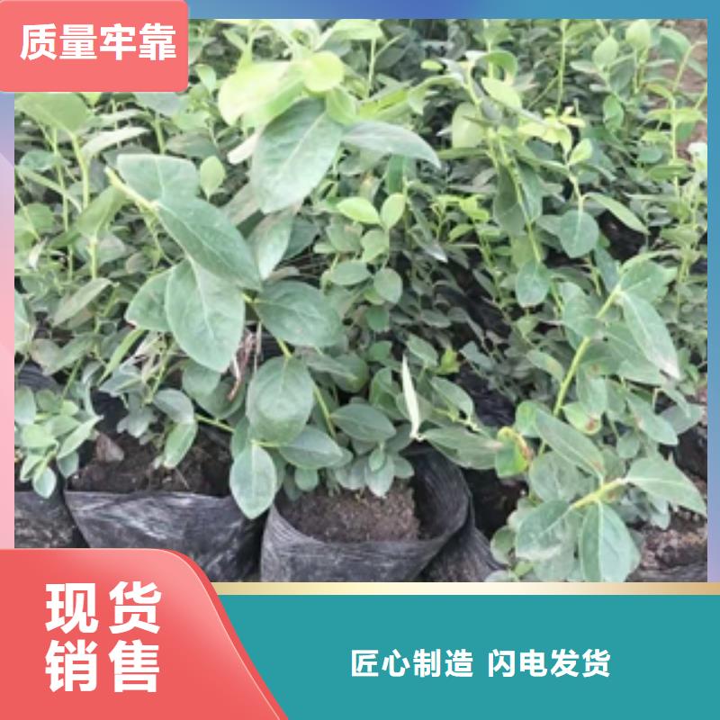 蓝莓苗匠心制造