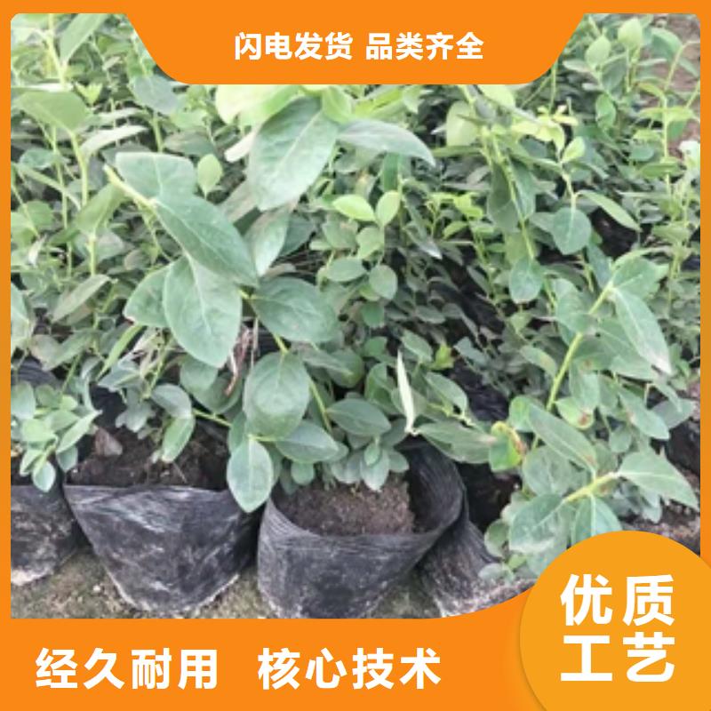 蓝莓苗绿化树绿化工程高标准高品质