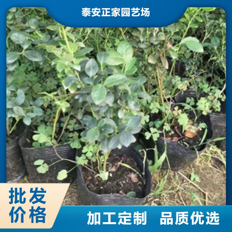 蓝莓苗-占地果树真材实料