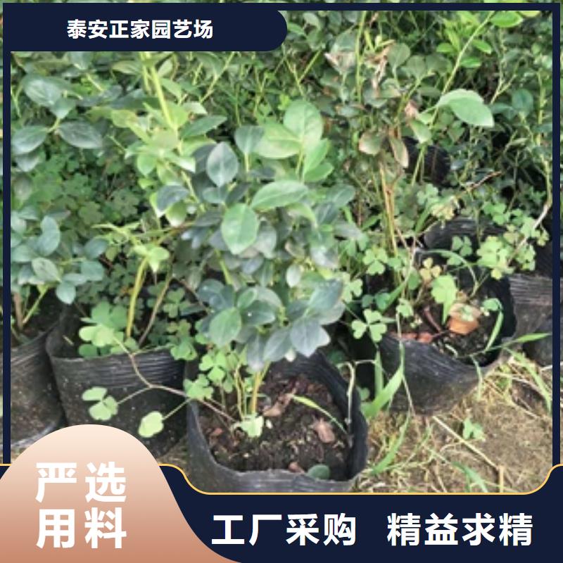 蓝莓苗核桃苗樱花苗长果桑树苗优选原材