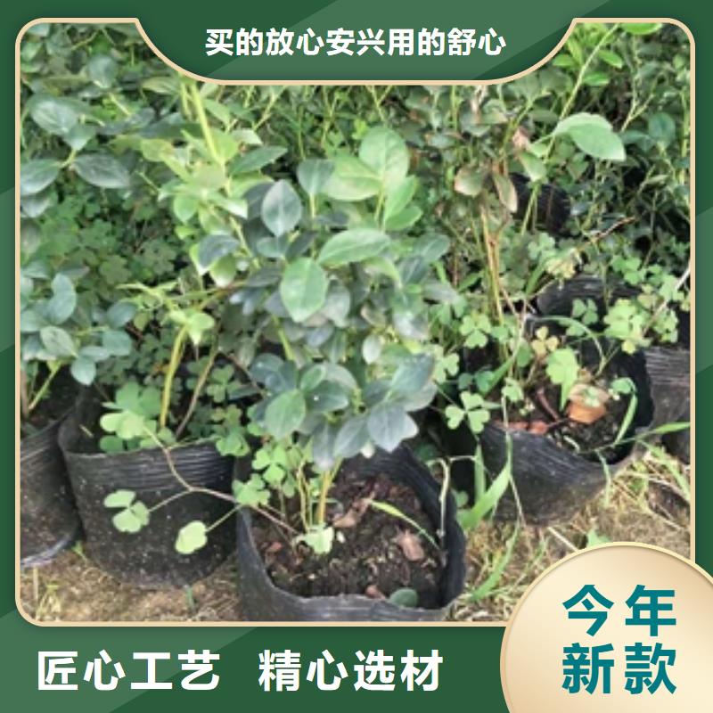 蓝莓苗钙果苗今日新品