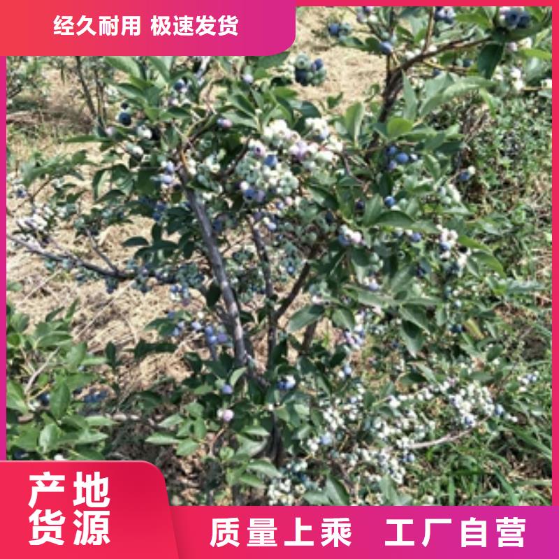 蓝莓苗绿化树绿化工程高标准高品质