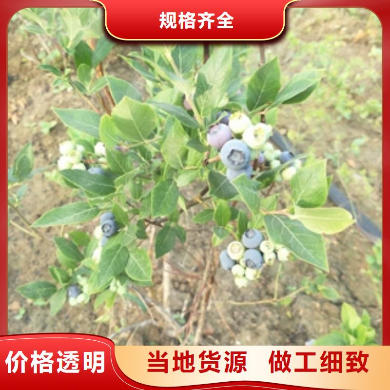 蓝莓苗核桃苗樱花苗长果桑树苗长期供应