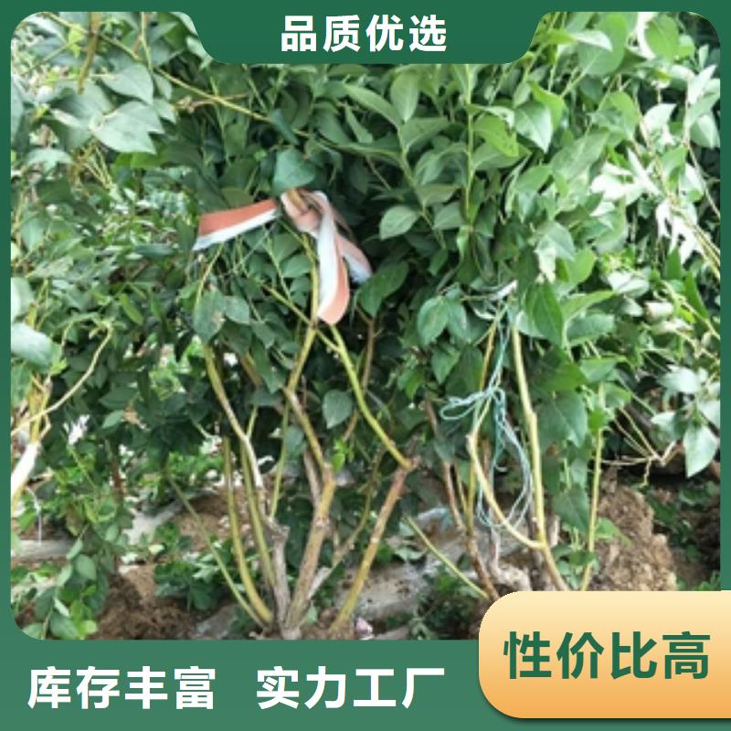 蓝莓苗厂家直销直供
